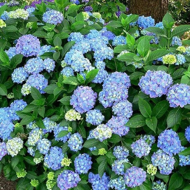 Arborix Hortensie Blauer Prinz Hydrangea macrophylla mit blauen Blüten, Containerpflanze, Höhe: 30 cm - Bild 1