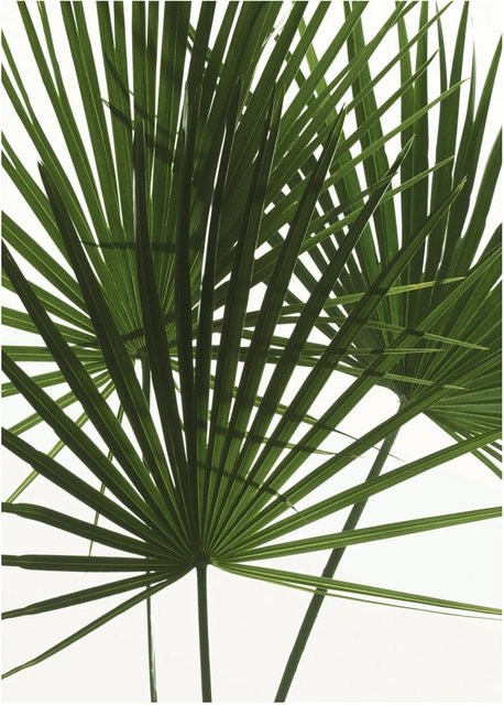 Komar Wandbild Palmtree Leaves in Grün, B: 30 cm, H: 30 cm - Bild 1