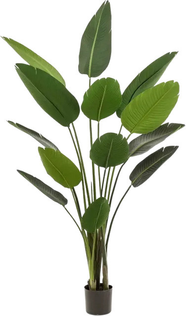 Künstliche Strelitzia Josephine von Aplanta, Höhe: 190 cm - Bild 1