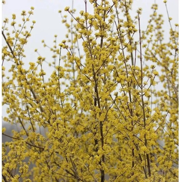 Gold Kornelkirsche Cornus mas Strauch in Gelb, Höhe: 40-60 cm - Bild 1