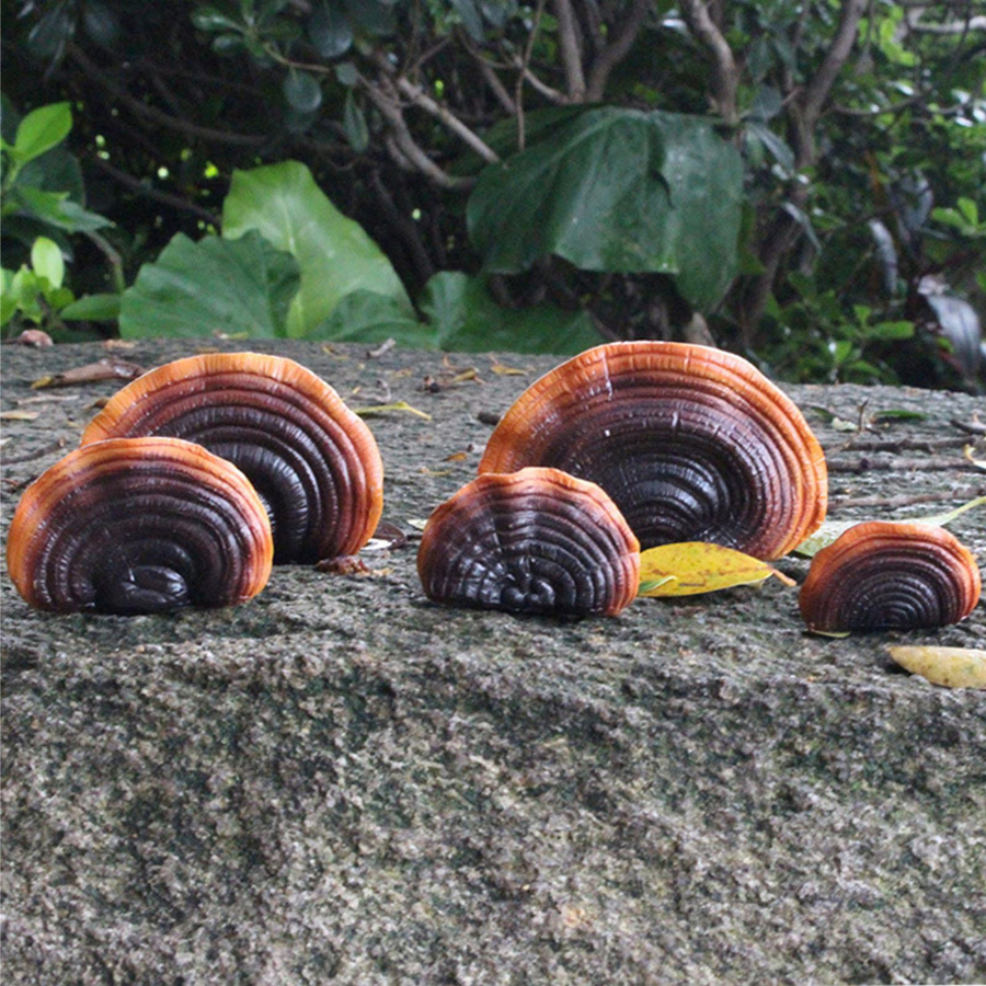 mfySpace Wandregal Set Pilz Dekoration aus Harz für Cottage und Außenbereich - Bild 2