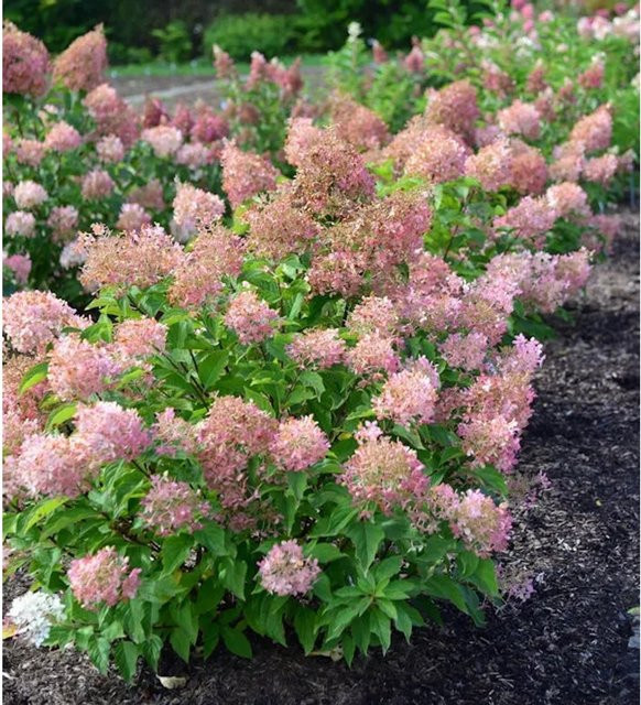 Rispenhortensie Magical Sweet Summer Hydrangea paniculata in Weiß, Höhe: 40-60 cm - Bild 1