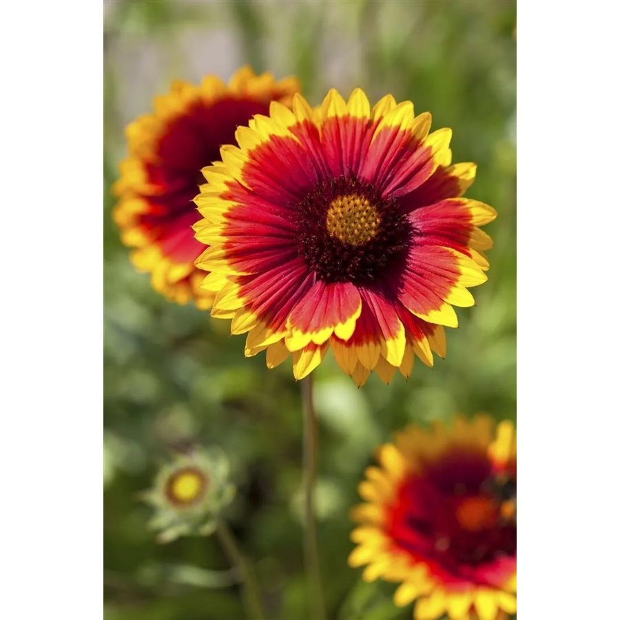 Gaillardia X Grandiflora Arizona Sun Kokardenblume im 9x9 cm Topf - Bild 2