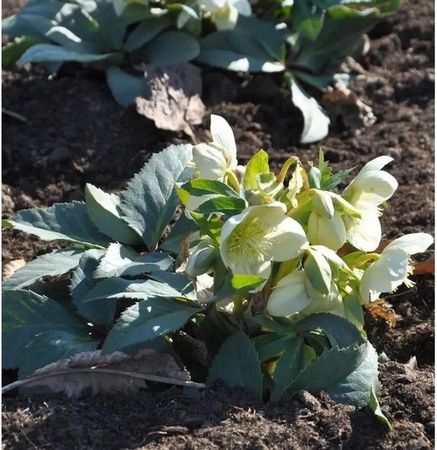 Christrose Lenzrose Double Ellen White Helleborus orientalis Staude