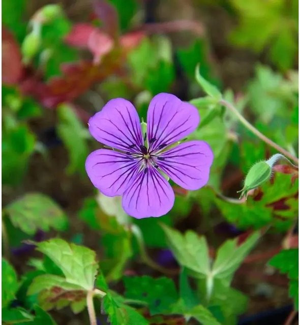 Geranium wallichianum Pink Penny Storchenschnabel als pinker Bodendecker von Nr-01.de - Bild 1