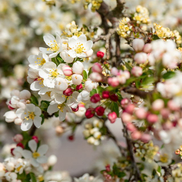 Zierapfel Tina Malus als weißer Zierstrauch von Mein schöner Garten Shop - Bild 1