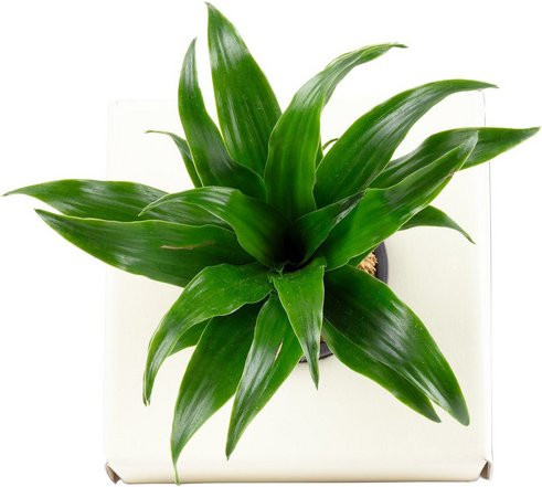 Drachenbaum Dracaena Janet Craig in weißer Keramik-Flowerbox, B/T: 5 x 15 cm - Bild 1