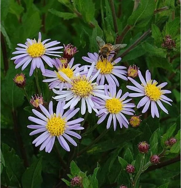 Wild Aster Asran Aster ageratoides von Nr-01.de, lila mehrjährige Pflanze im Topf - Bild 1