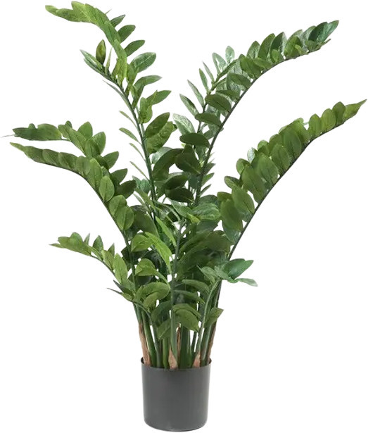 Künstliche Zamioculcas Pflanze Aplanta Elena, Höhe: 130 cm - Bild 1