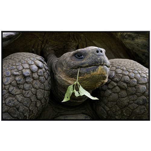 papermoon EcoHeat Infrarotheizung Riesenschildkrötenporträt mit Matt-Effekt in Bunt, App-Steuerung und Überhitzungsschutz - Bild 2
