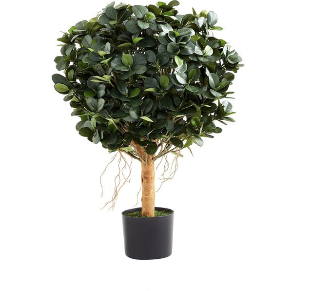 Künstlicher Ficus Panda Tiberia von Aplanta, Höhe: 70 cm - Bild 1