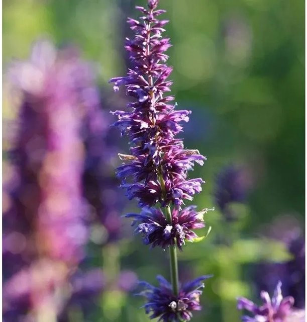 Agastache foeniculum Duftnessel Purple Haze lila mehrjährige Pflanze - Bild 1