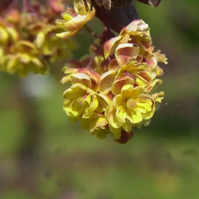 Berberis ottawensis Große Blutbeberitze als Heckenpflanze oder Solitärstrauch, Höhe: 100-125 cm - Bild 1