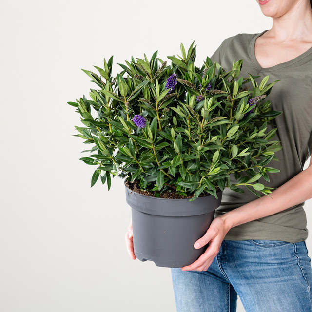 Blaue Strauchveronika Addenda Donna von Hebe für Balkon und Blumenkübel, Höhe: 60 cm - Bild 1