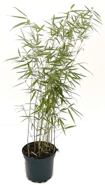 Bambusbörse Fargesia Robusta Campbell Bambus als Heckenpflanze, Grün, Höhe: 60 - 80 cm, 3 Liter - Bild 1