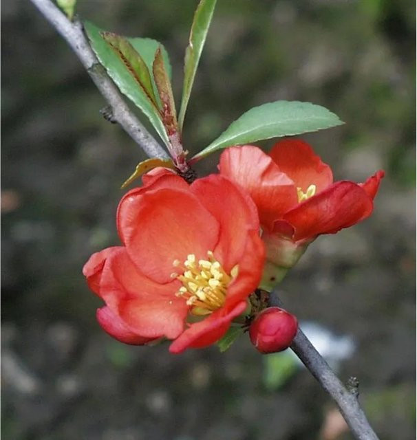 Zierquitte Cido Chaenomeles rote Heckenpflanze für den Garten, Höhe: 100-125 cm - Bild 1