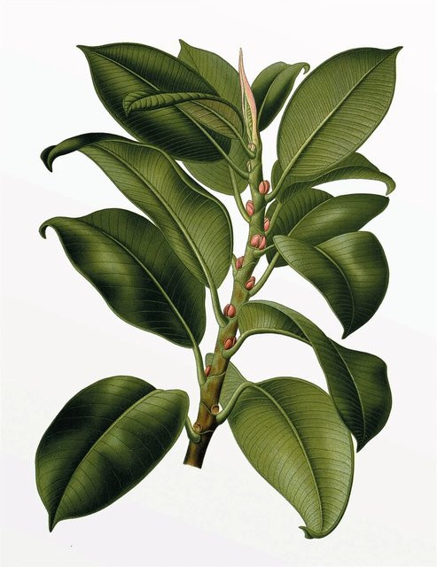 Komar Wandbild Elastica Tree Paper Poster in Grün, Breite: 40 cm, Höhe: 50 cm - Bild 1