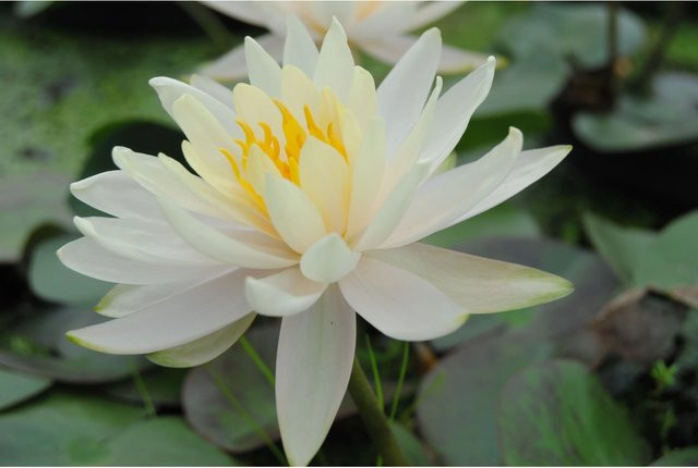 GROW by OBI Seerosen Set Nymphaea Weiß im Topf für den Gartenteich - Bild 1
