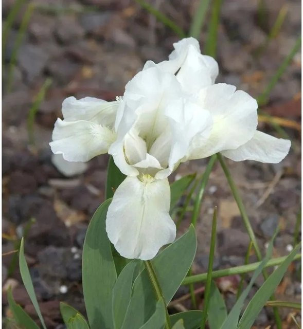 Zwergschwertlilie Die Braut Iris barbata als mehrjährige Beetpflanze für Steingärten - Bild 1