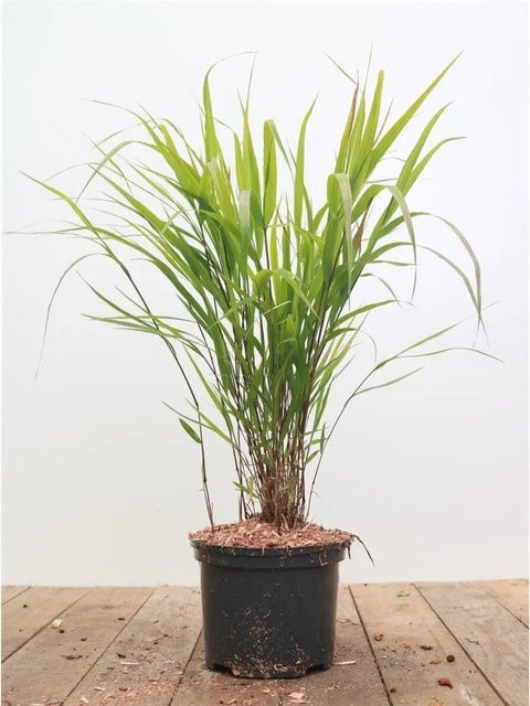 Hakonechloa Macra Greenhills Japanisches Waldgras im 2-3 Liter Topf - Bild 1