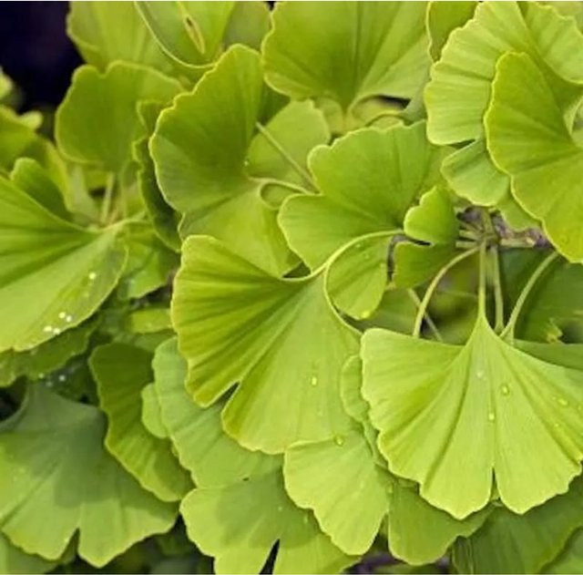 Ginkgo biloba Fächerblattbaum Obelisk in Grün von Nr-01.de - Bild 1