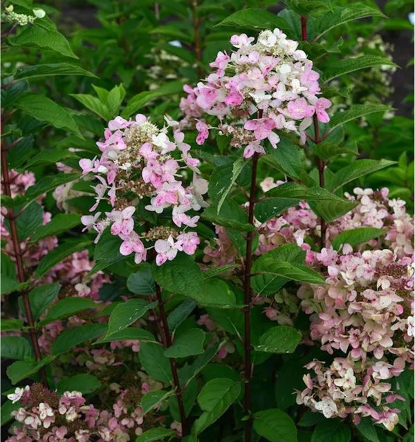 Hochstamm Rispenhortensie Wims Red von Nr-01.de, Farbe: Rot, Höhe: 80-100 cm - Bild 1