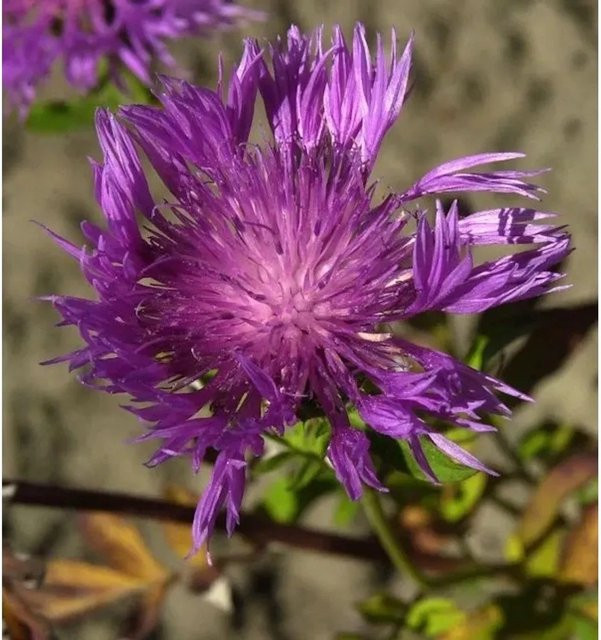 Schwarze Flockenblume Centaurea nigra als mehrjährige Staude in Schwarz und Violett für Bienenweiden und als Schnittblume von Nr-01.de - Bild 1