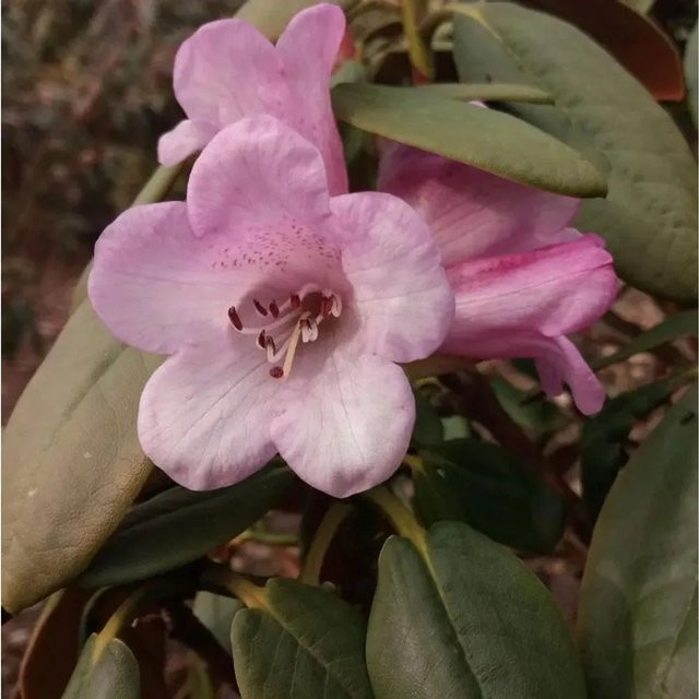 Rhododendron February Dawn Alpenrose in Pink, Topfpflanze 25-30 cm von Die Nr-01.de - Bild 1