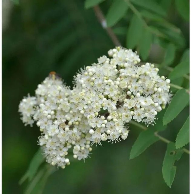 Mährische Eberesche Sorbus aucuparia als Baum für deinen Garten, Höhe: 80-100 cm - Bild 1