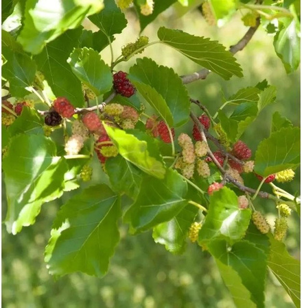 Zwerg Maulbeere Mojo Berry Morus rotundiloba Beerenstrauch für kleine Gärten, Höhe: 125-150 cm