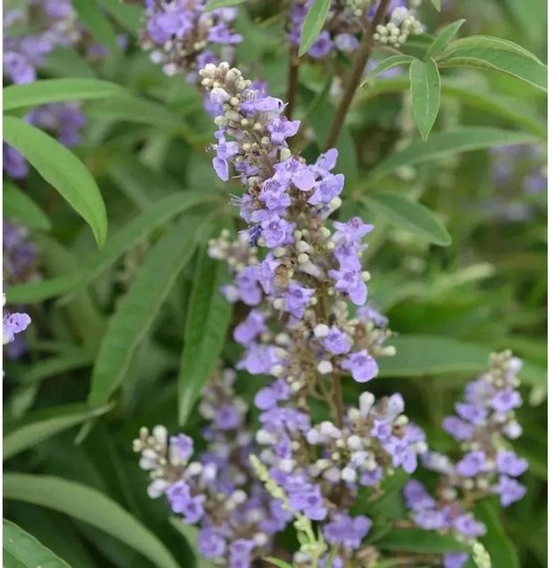 Mönchspfeffer Blue Diddley Vitex agnus castus Strauch mit violett-blauen Blüten, Höhe: 30-40 cm - Bild 1