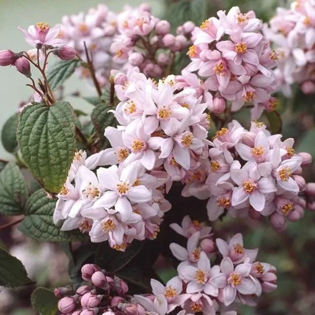 Arborix Deutzia hybrida Mont Rose, rosa blühender Zierstrauch im Container, Höhe: 60 bis 80 cm - Bild 1