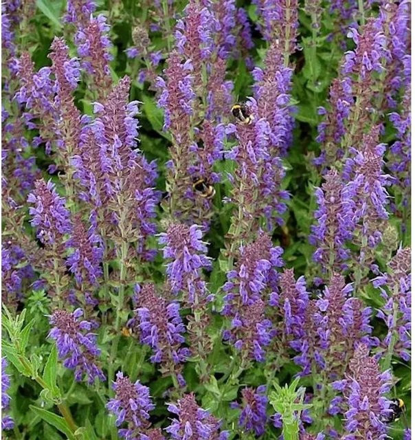 Salvia nemorosa Salbei Rügen von Nr-01.de, lila mehrjährige Staude für Staudenbeete, Steingärten und als Schnittblume - Bild 1