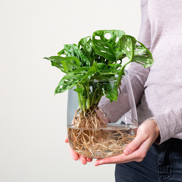 Monstera Adansonii Wasserpflanze in grünem Glas von BLUME2000 - Bild 1