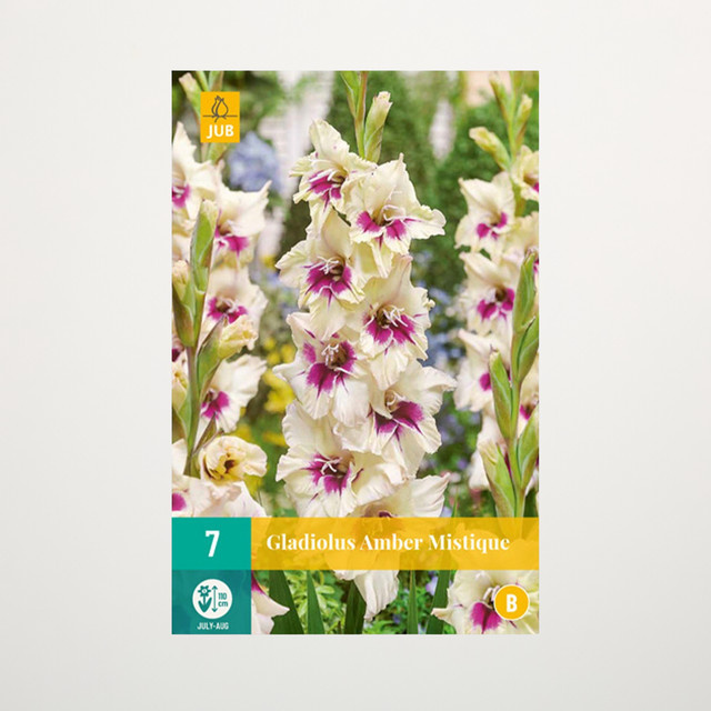 Gladiole Amber Mistique von BLUME2000 mit 7 Knollen für Gartenbeete, Kübel, Balkon oder Terrasse - Bild 1