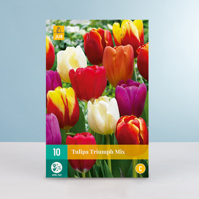 Tulpen Triumph Mix Zwiebeln von BLUME2000 für Garten und Beet, 10 Stück - Bild 1