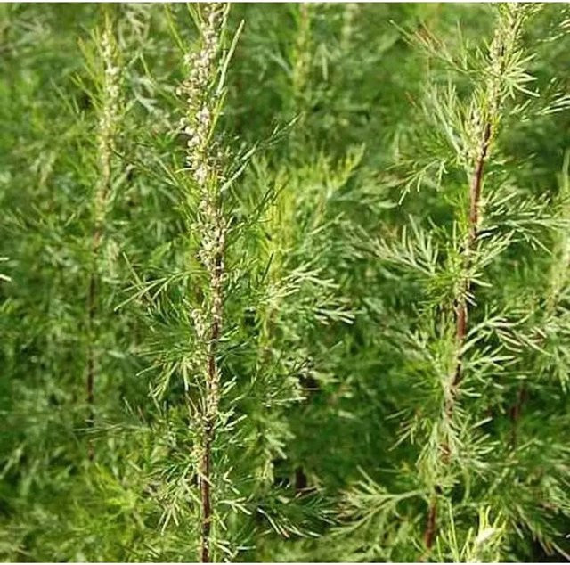 Eberraute Citrina Artemisia abrotanum grüne Staude von Die Nr-01.de im Topf - Bild 1