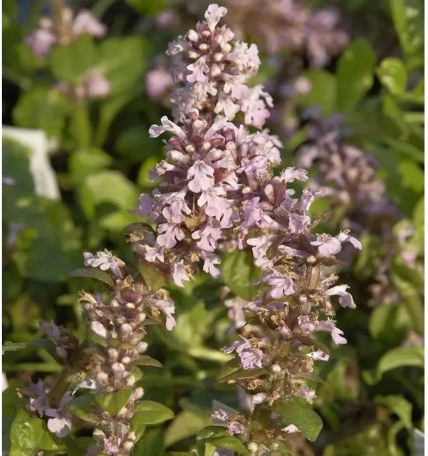 Ajuga reptans Kriechender Günsel als mehrjähriger Bodendecker in den Farben Lila, Blau, Rot und Grün von Nr-01.de - Bild 1