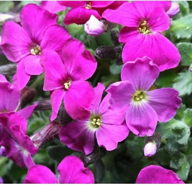 Aubrieta cultorum Blaukissen Red Carpet rote Blüte für Stauden- und Steingärten - Bild 1