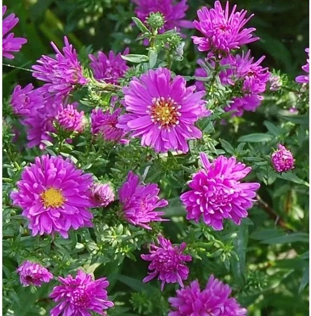 Glattblattaster Karminkuppel Aster novi belgii Stauden in Pink und Purple - Bild 1