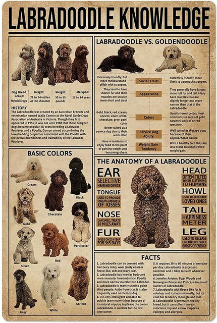 Potdemiel Labradoodle Hund Anatomie Metallschild buntes Blechposter für Wanddekoration B: 30 cm, H: 20 cm, T: 1 cm - Bild 1