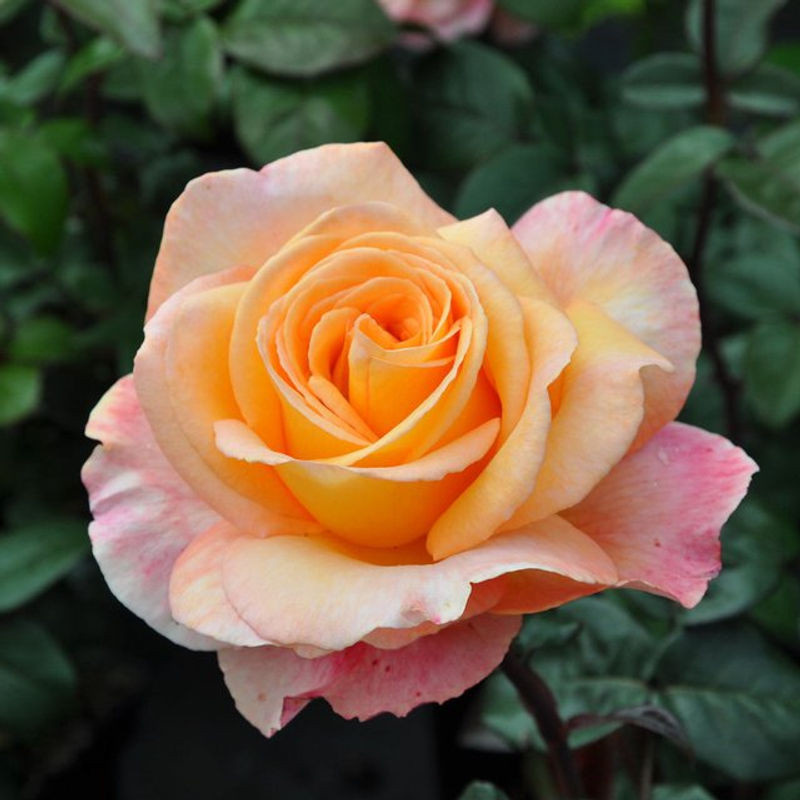 Parfum de Nature® Edelrose Scented Memory in Orange - Bild 1