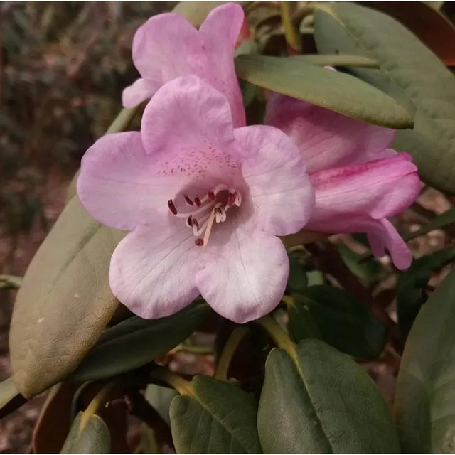 Rhododendron moupinense Alpenrose Olive grüner Strauch für den Garten, Höhe: 30-40 cm - Bild 1