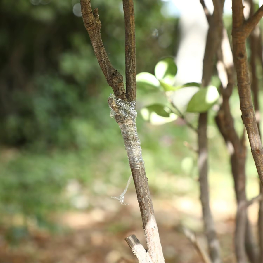 Selbstklebende PE-Veredelungsfolie für Garten-Obstbäume, transparente Baumstumpf-Dehnungsfolie ohne Knotenbildung - Bild 5