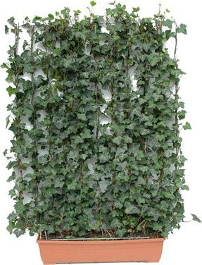 HELIX PFLANZEN Efeu Hedera helix Woerneri, dunkelgrün, winterharte Topfpflanze - Bild 1