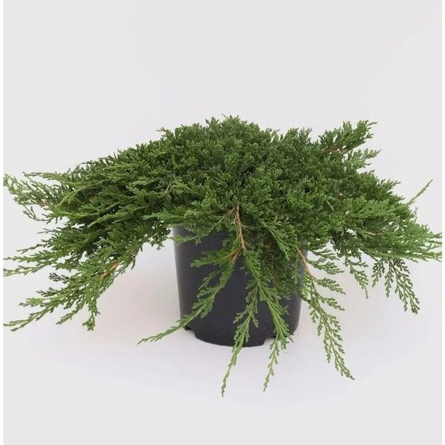Teppich Wacholder Prince of Wales Juniperus horizontalis Bodendecker für den Garten in Grün - Bild 1
