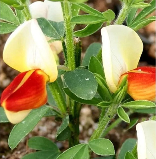 Schmuckginster Newry Cytisus scoparius Gelber Zierstrauch von Nr-01.de Höhe: 60-80 cm - Bild 1