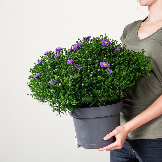 Aster dumosus Kissen-Aster Sapphire von BLUME2000 als mehrjährige Staude für Balkon, Terrasse oder Blumenkübel - Bild 1