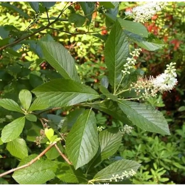 Clethra fargesii Zimterle Pflanze, Höhe: 125-150 cm - Bild 1