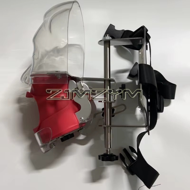 ZJMZYM Dental-Simulator, Kopfmodell mit Zähnen, Trainingsmodell, 1 Stück - Bild 3